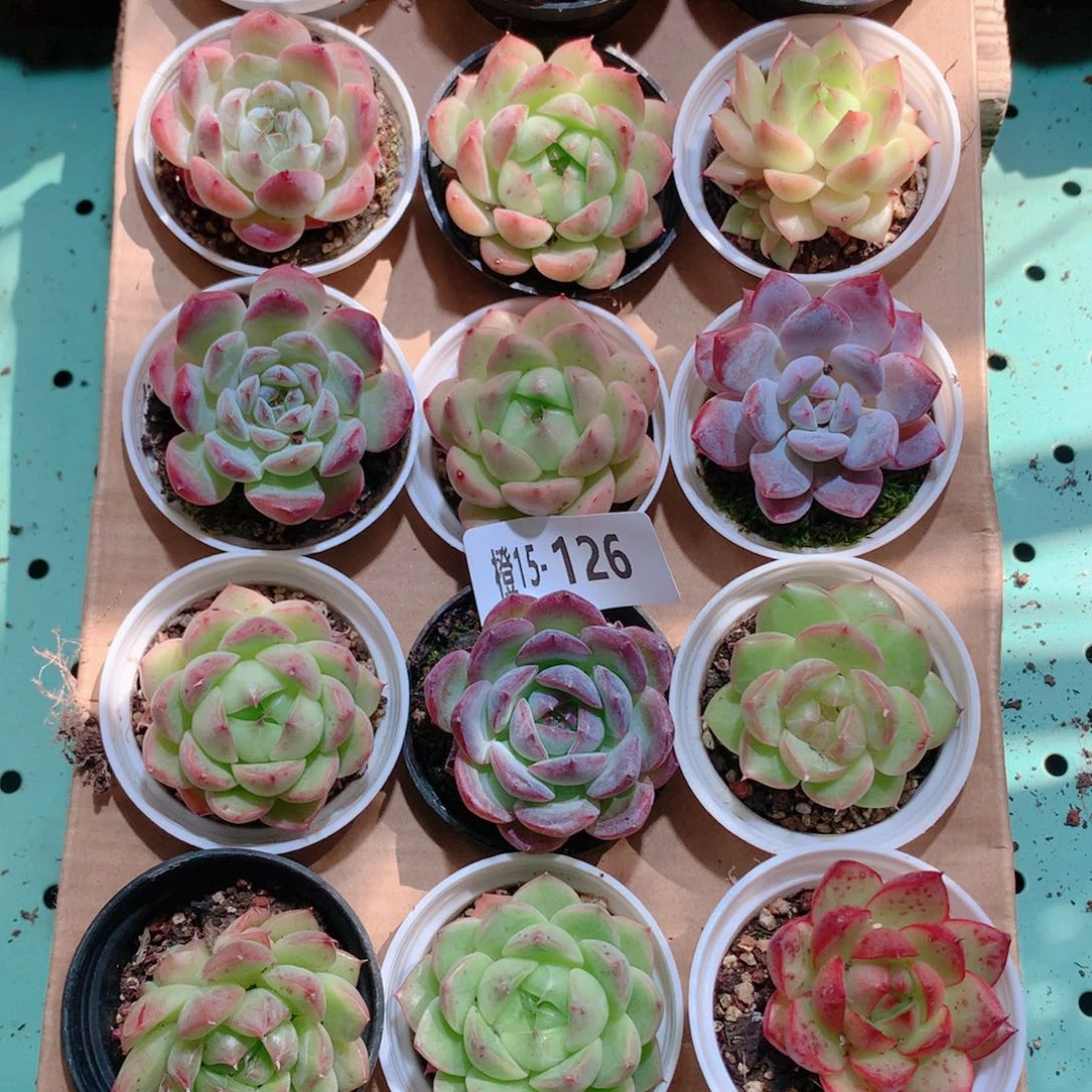 15-126一物一拍多肉带盆18颗