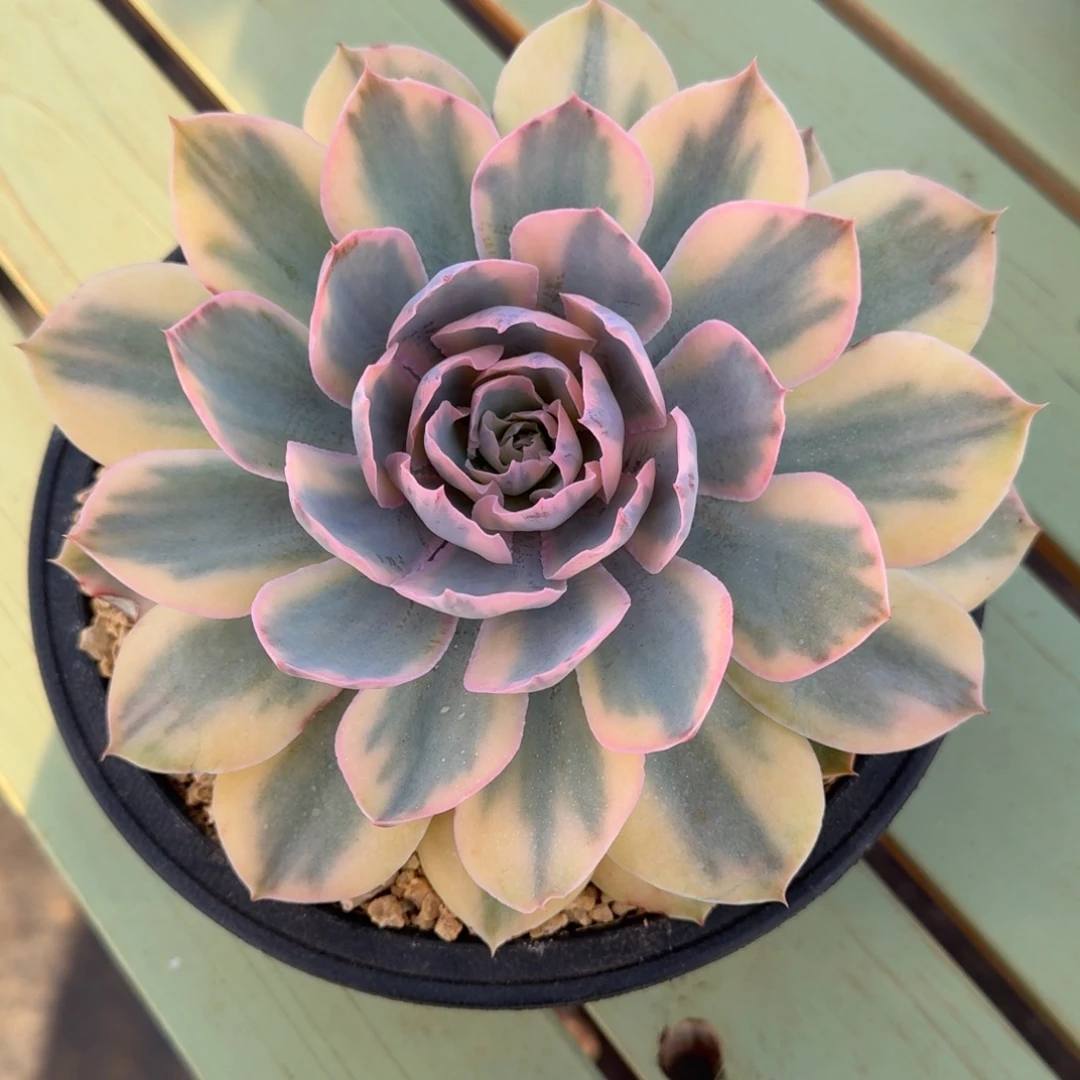 pink锦锦上园艺一物一拍