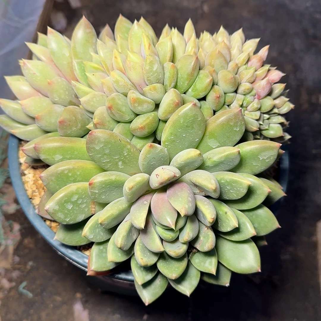 漠***然象牙多肉植物缀化