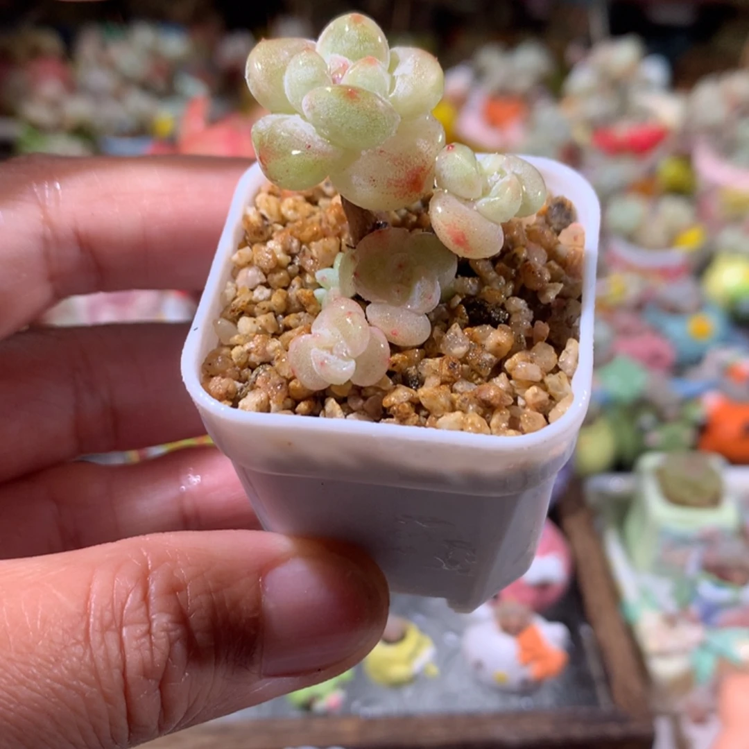 10号 3年桩冰透糖心冰玉不带盆 满100包邮