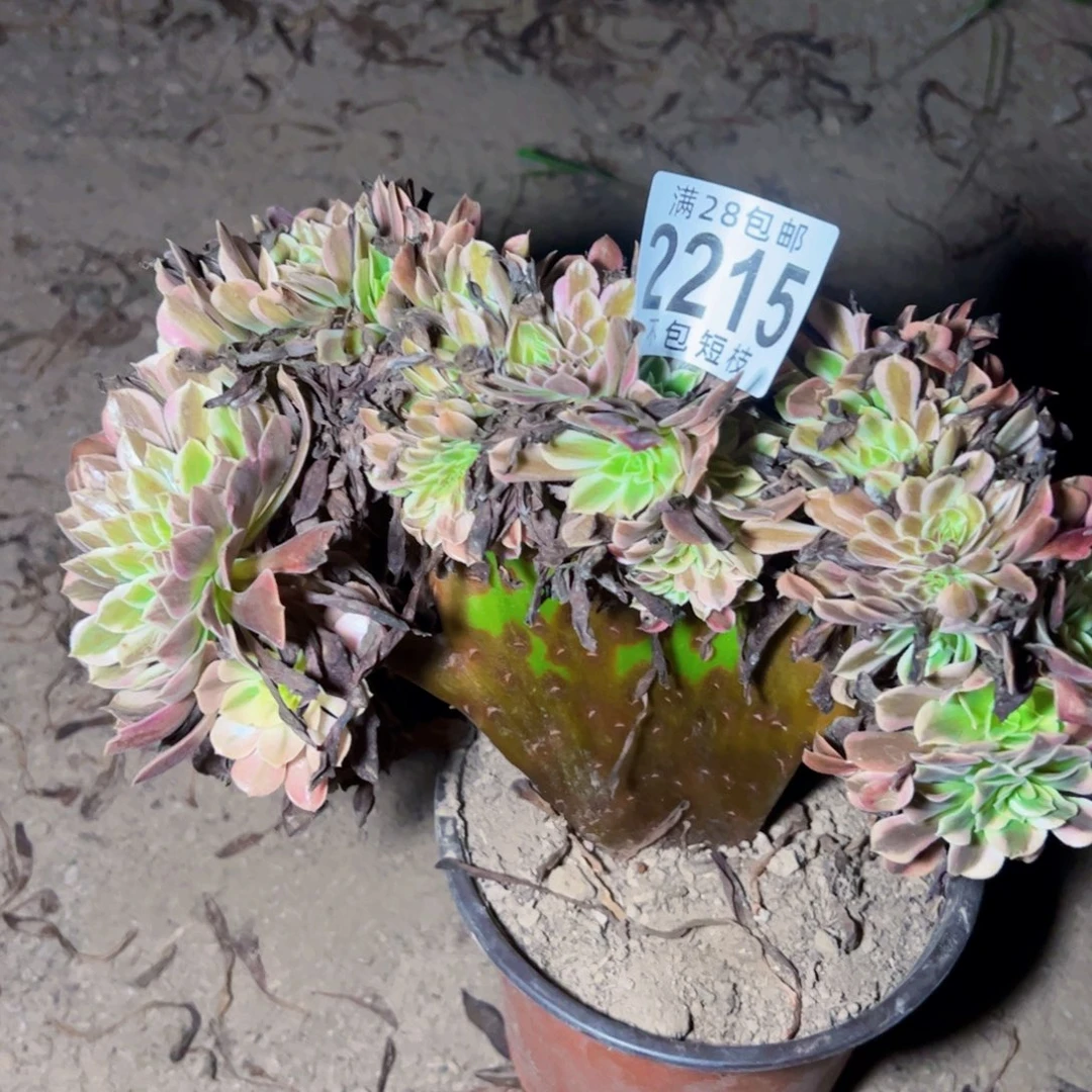 搬***工2215美杜莎缀多肉植物