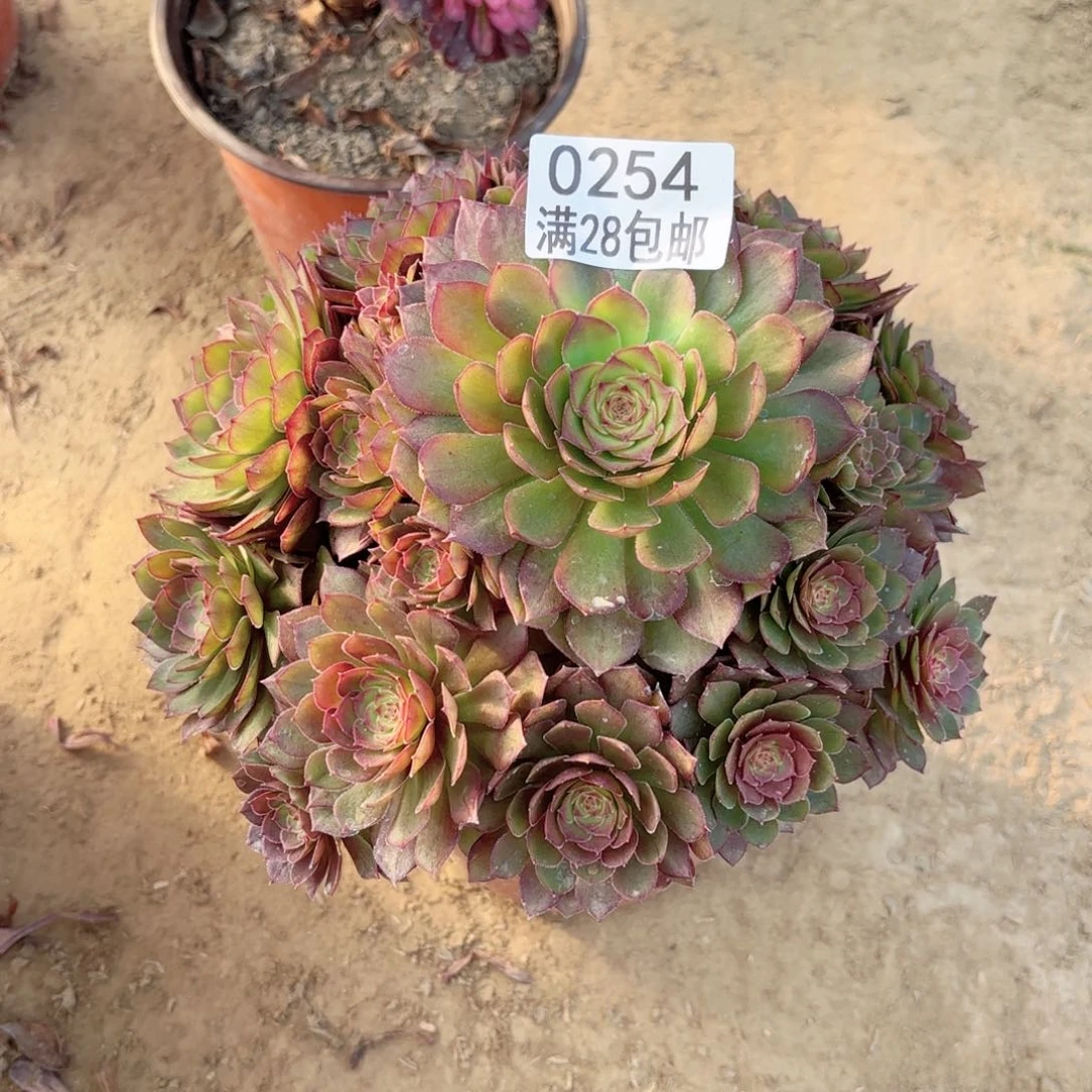 0254红魔多肉11111