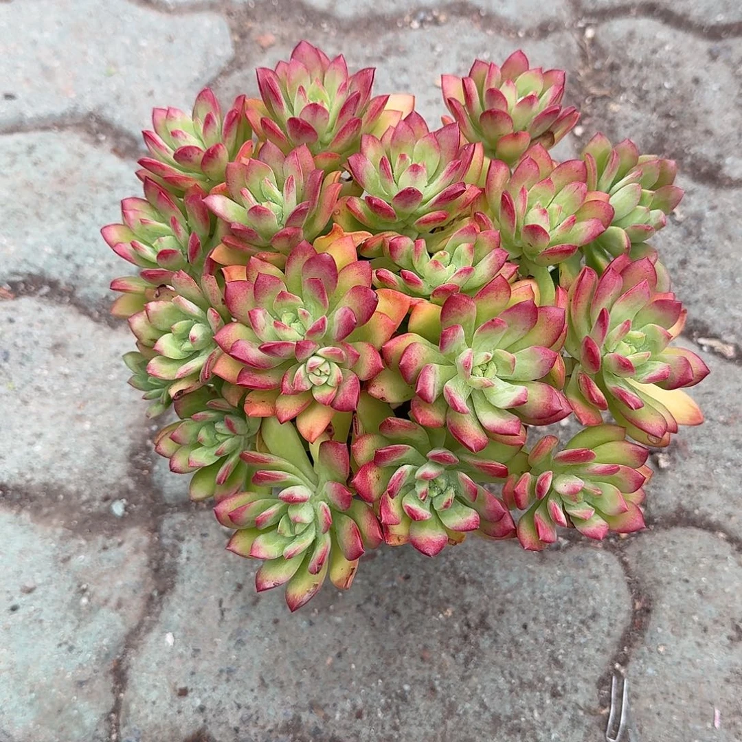 红智莲多肉植物精品