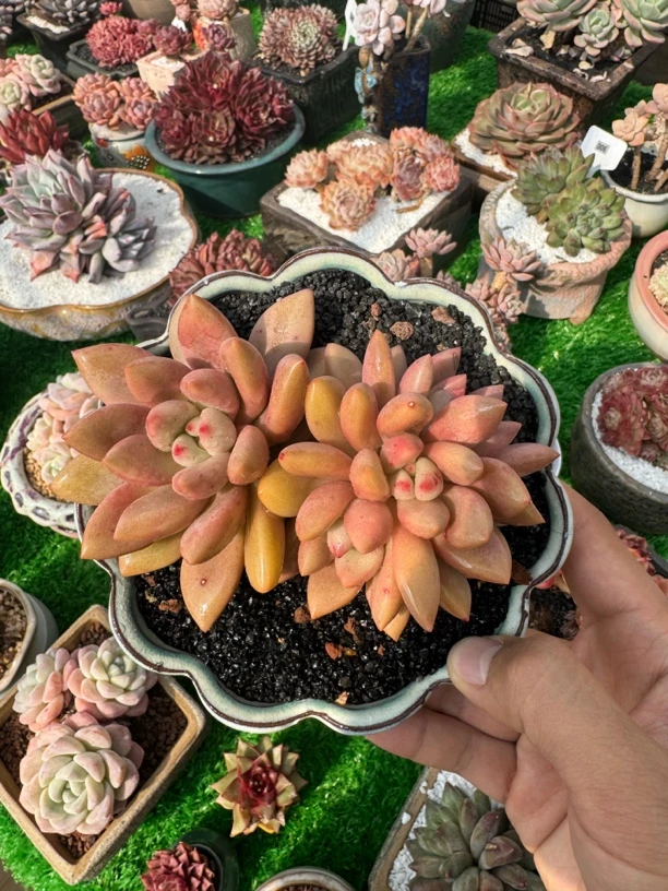 一物一图桃花源缀化多肉植物小老桩多肉盆栽