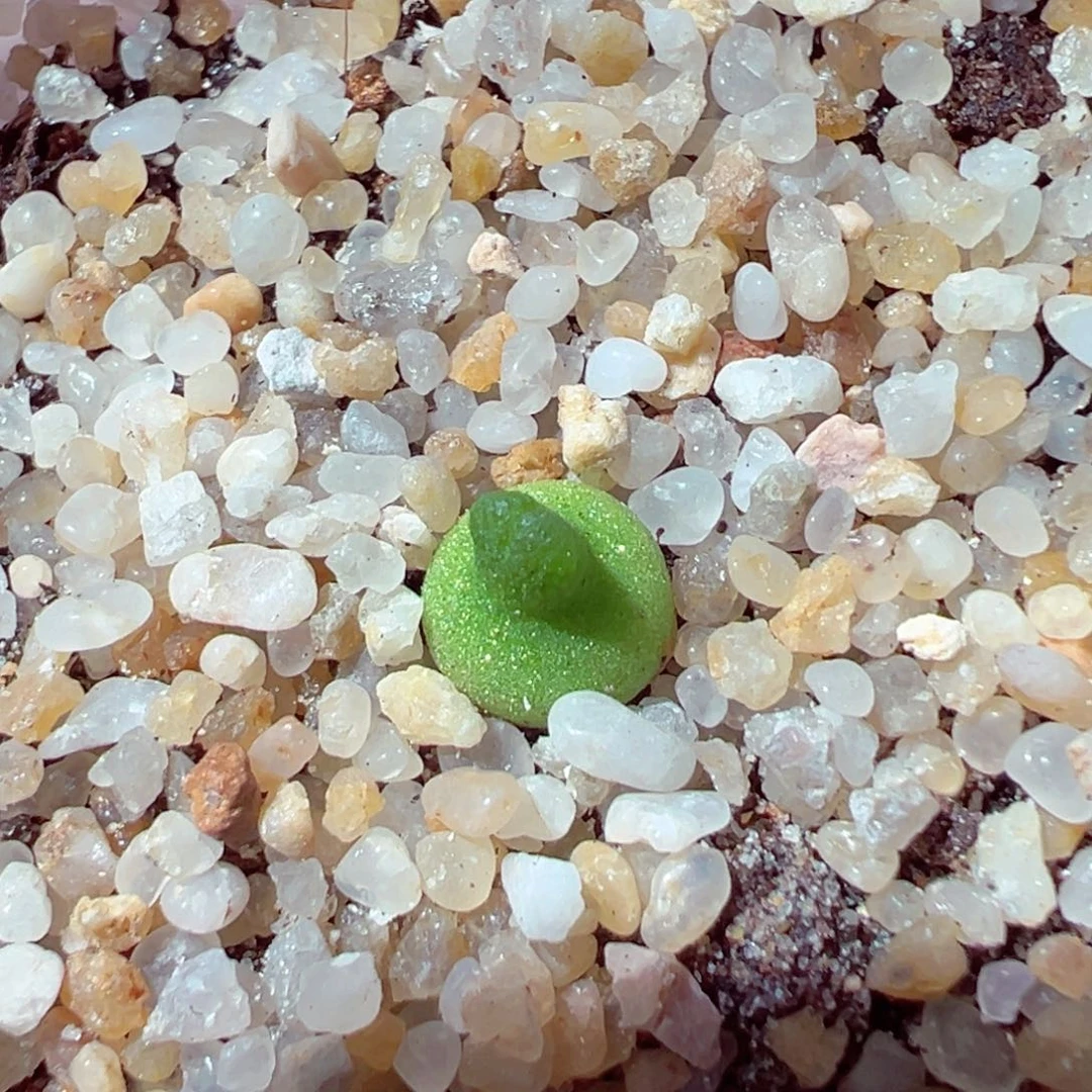 l****?513-426多肉多肉