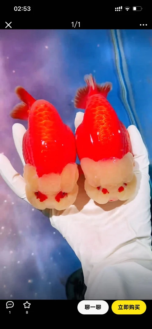 兰寿金鱼商品苗活体观赏鱼冷水淡水耐活好养招财