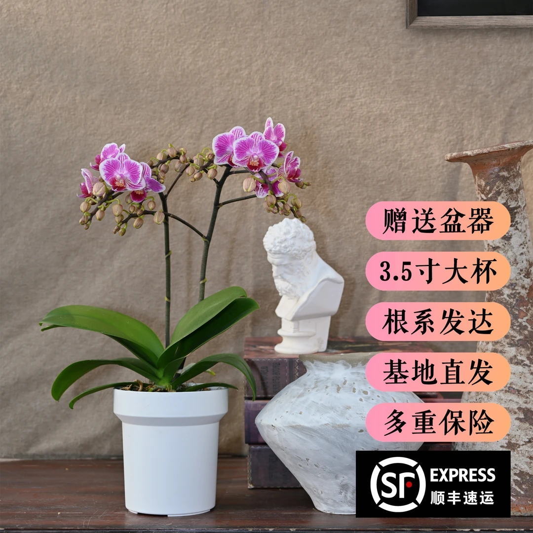 TOP FLOWER/上花 蝴蝶兰盆栽 三色彩虹 桌面款小花型【顺丰发货】