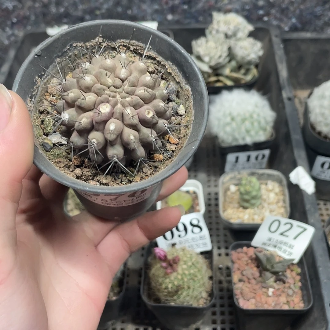 76天星丸（满18包邮）