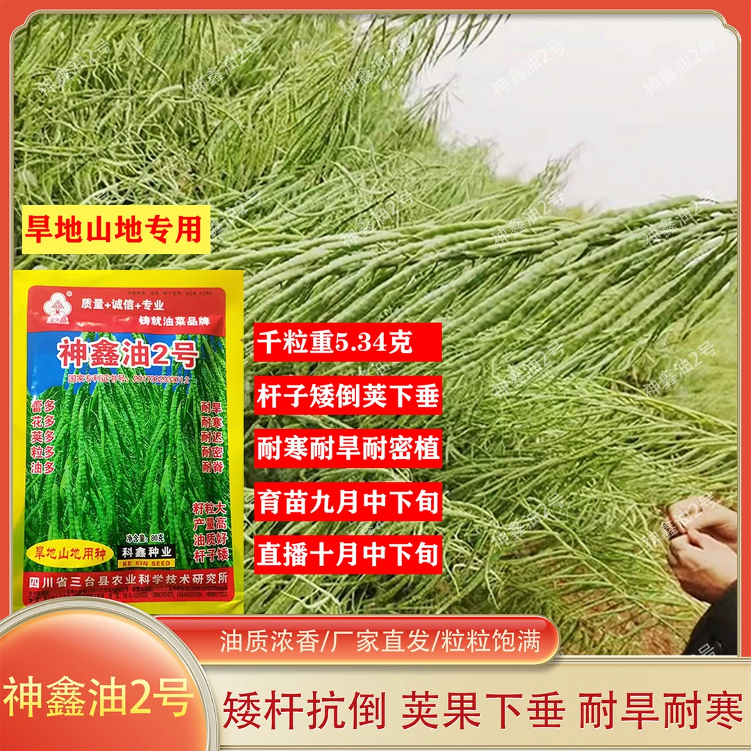 四川倒荚油神鑫油2号油菜种子倒荚下垂旱地山地用种油菜种子