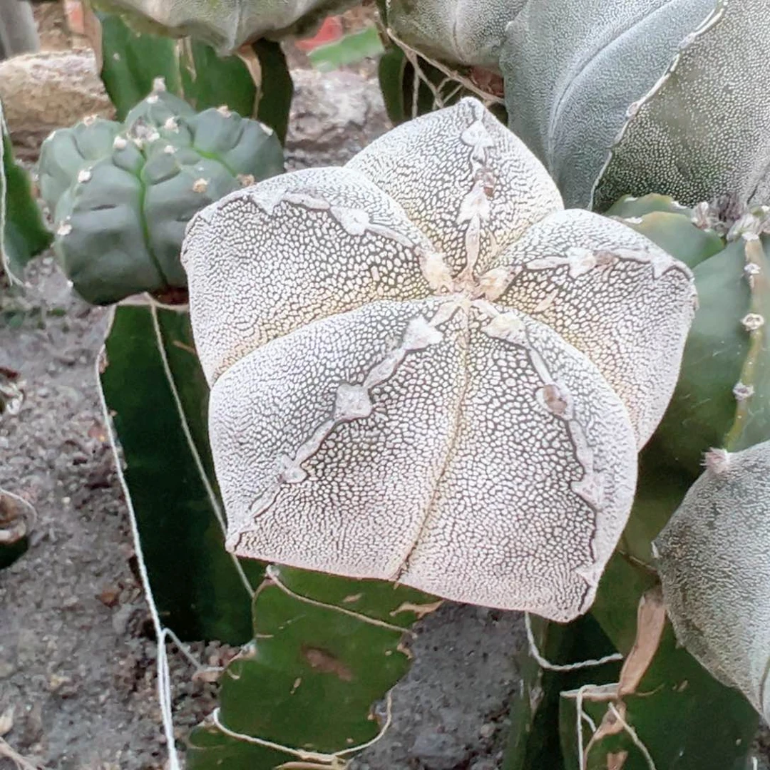 指***符111111111111