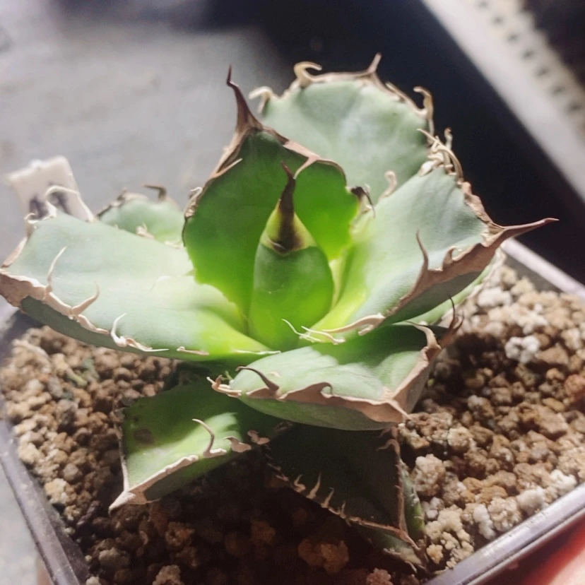 【闪购商品】m****0子播无名