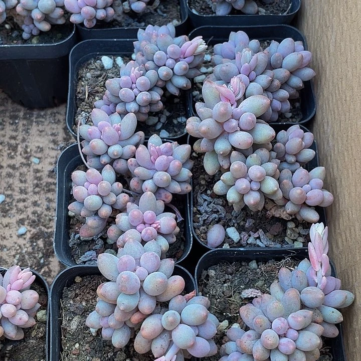 婴儿手指群2.8带盆