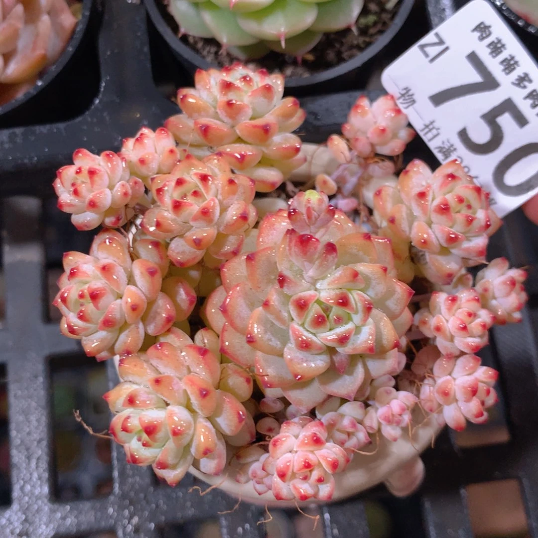 5CM拇指盆精控多肉ZI750