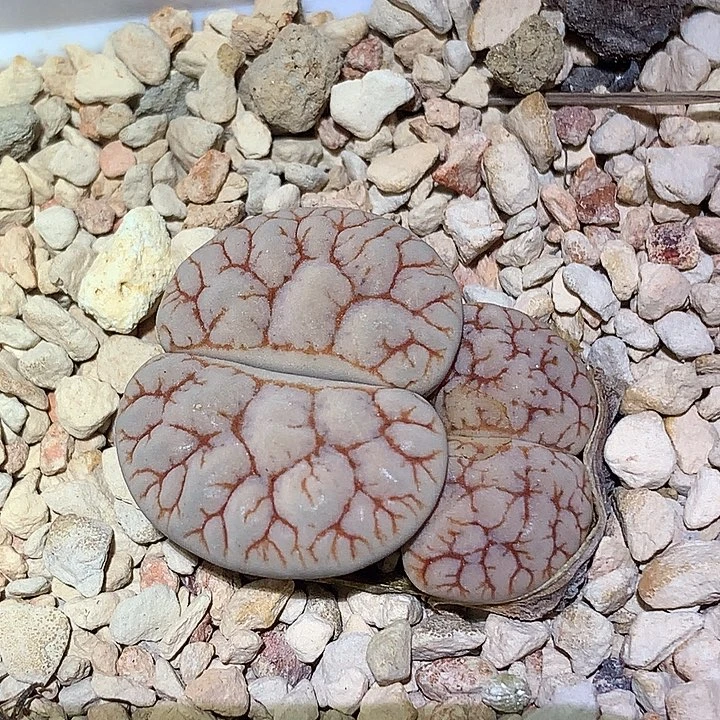 精品多肉植物精品c189