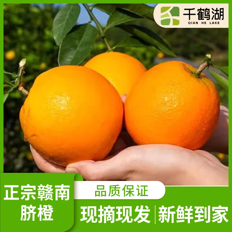 【千鹤湖】正宗江西赣南脐橙孕妇水果当季手剥新果纽荷尔脐橙
