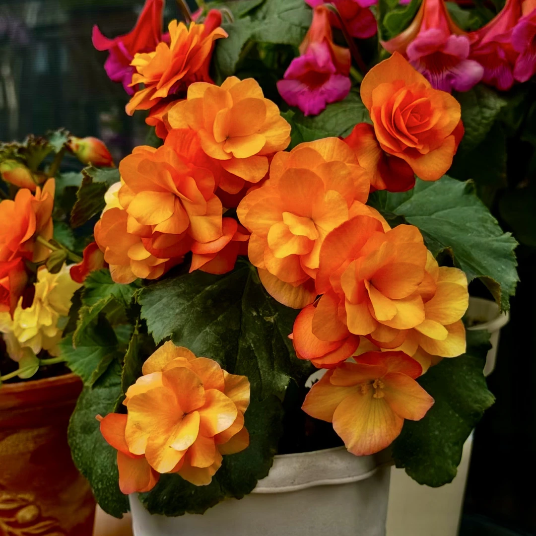 杏黄色海棠进口种子10粒جۇزەرەڭ خەيتاڭ ئىمپورت ئۇرۇقى 10دانچە