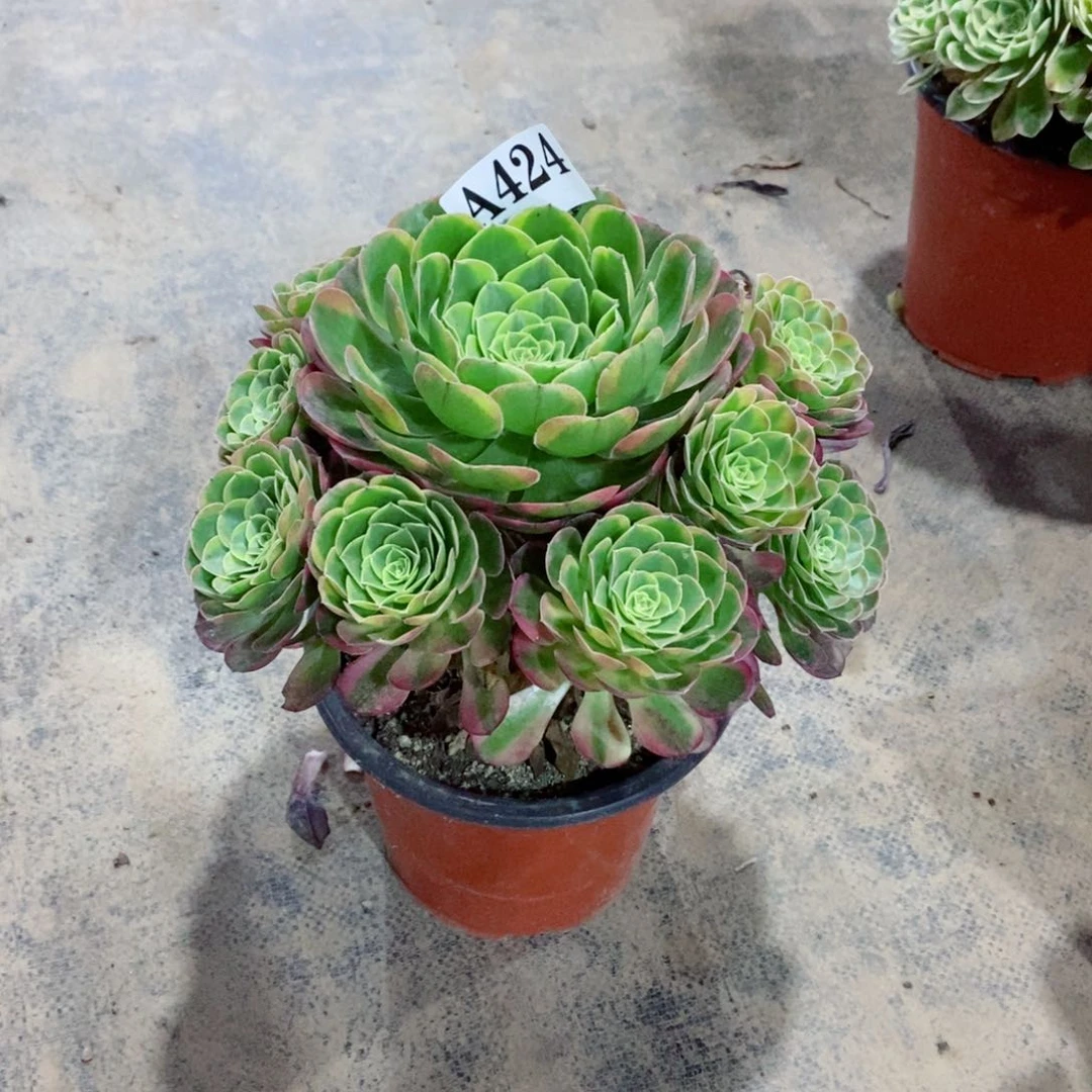 嫩桩奶白锦424多肉法师