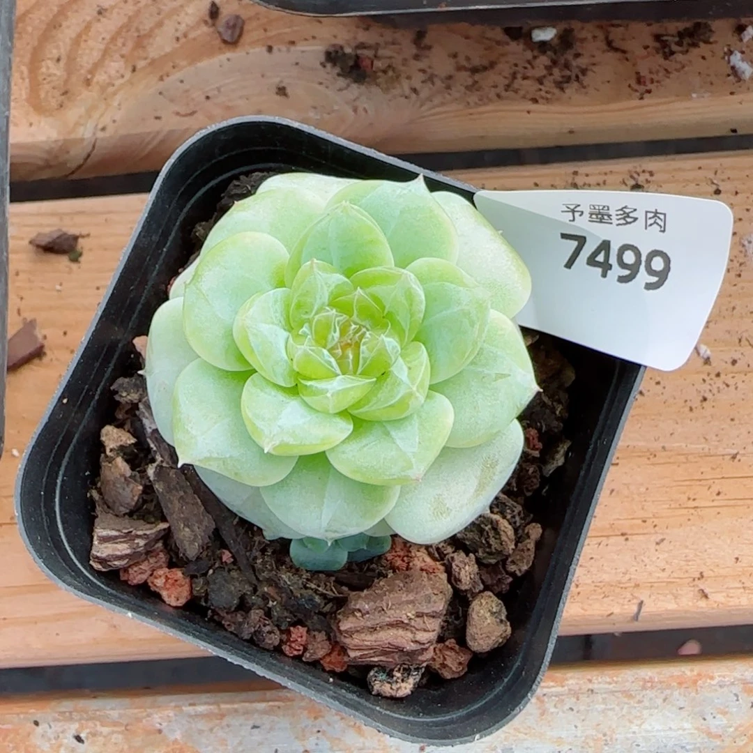 孤品，7499多肉植物