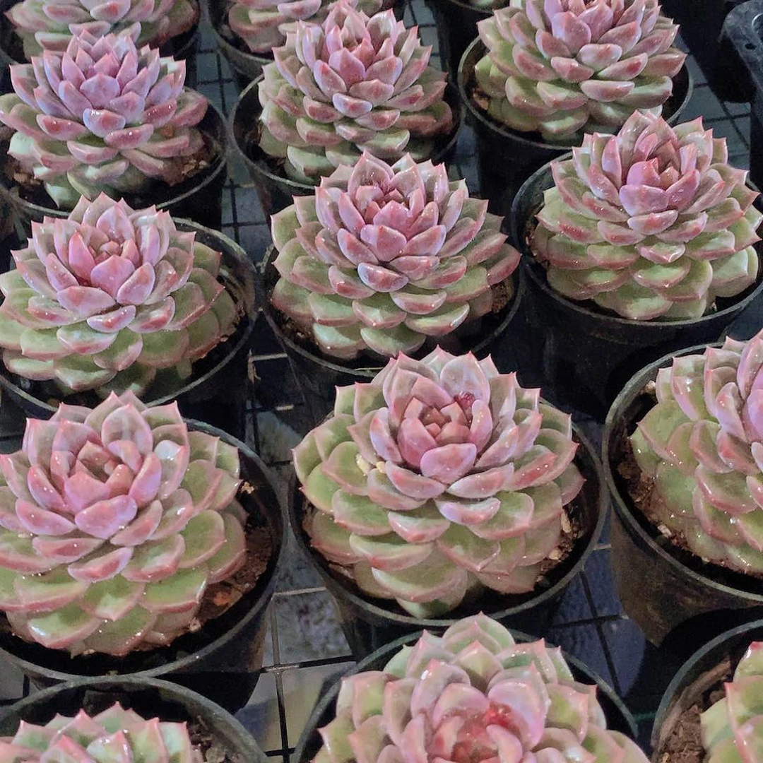 韩心五号23456778899900