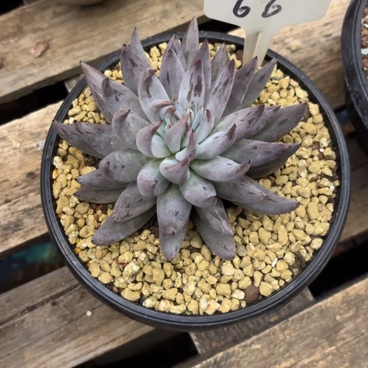 多肉植物，魔爪66号