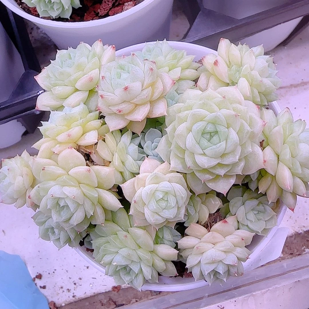 【闪购商品】0930-53包子优选麦杆