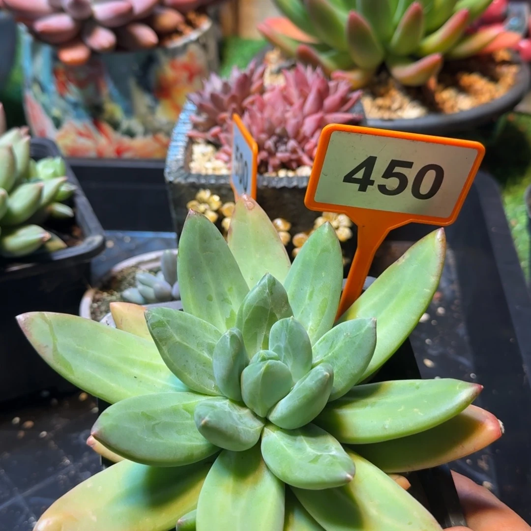 多肉植物海洋之歌450