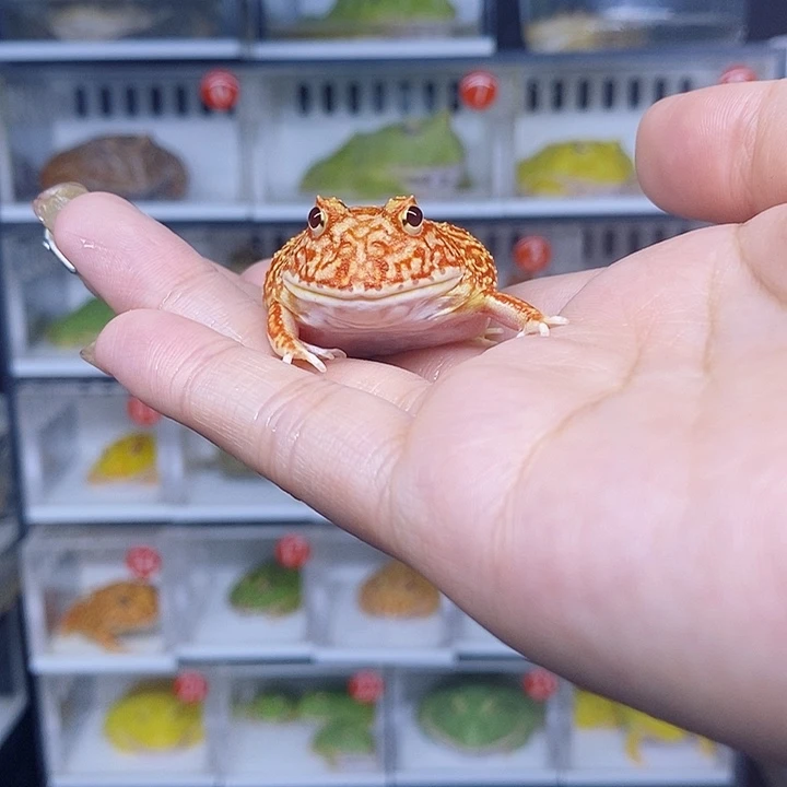 特价秒杀活动蛙蛙