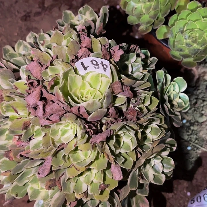 461男神多肉植物不售后