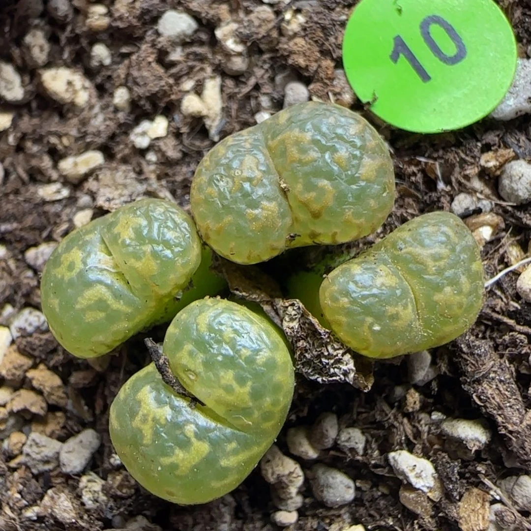 漂漂亮亮多肉植物10
