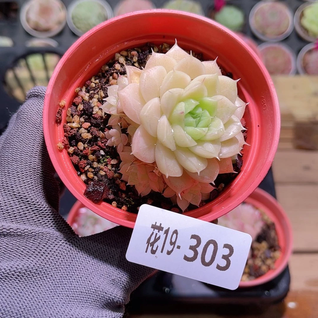 花19-303麦秆小群