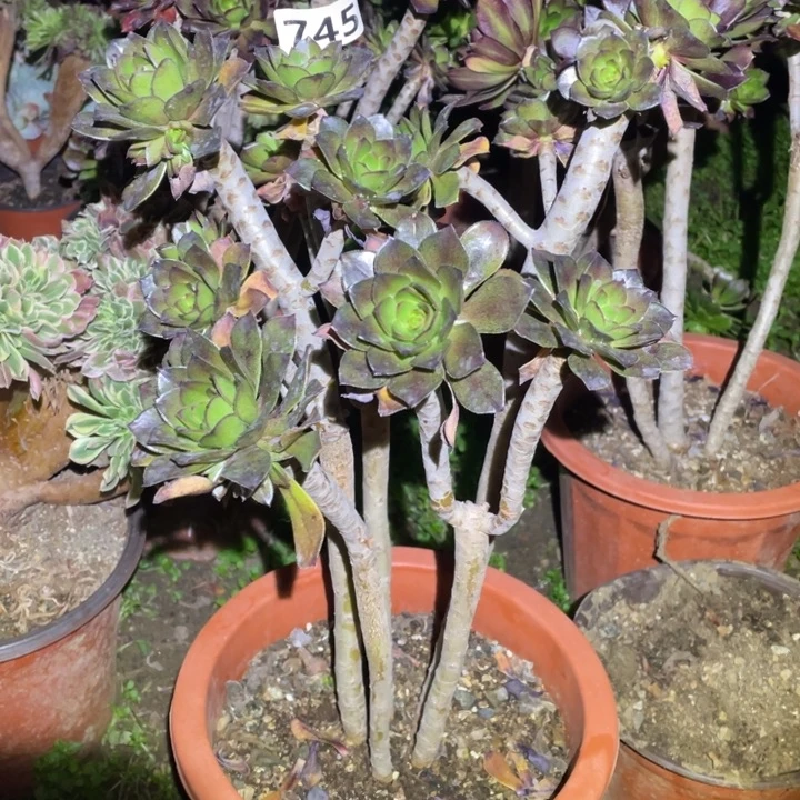 745号灰法师丛林号法师多肉