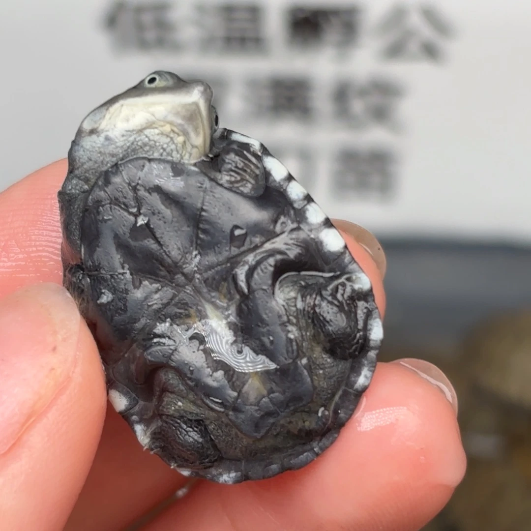 不分公母宠物龟全品沼泽苗