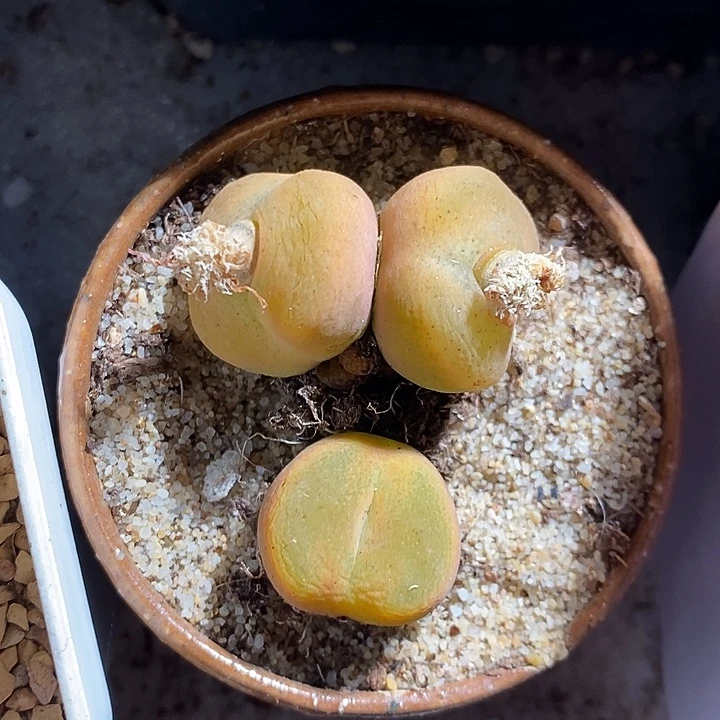 9360。   丝绒水蜜桃。  一组。