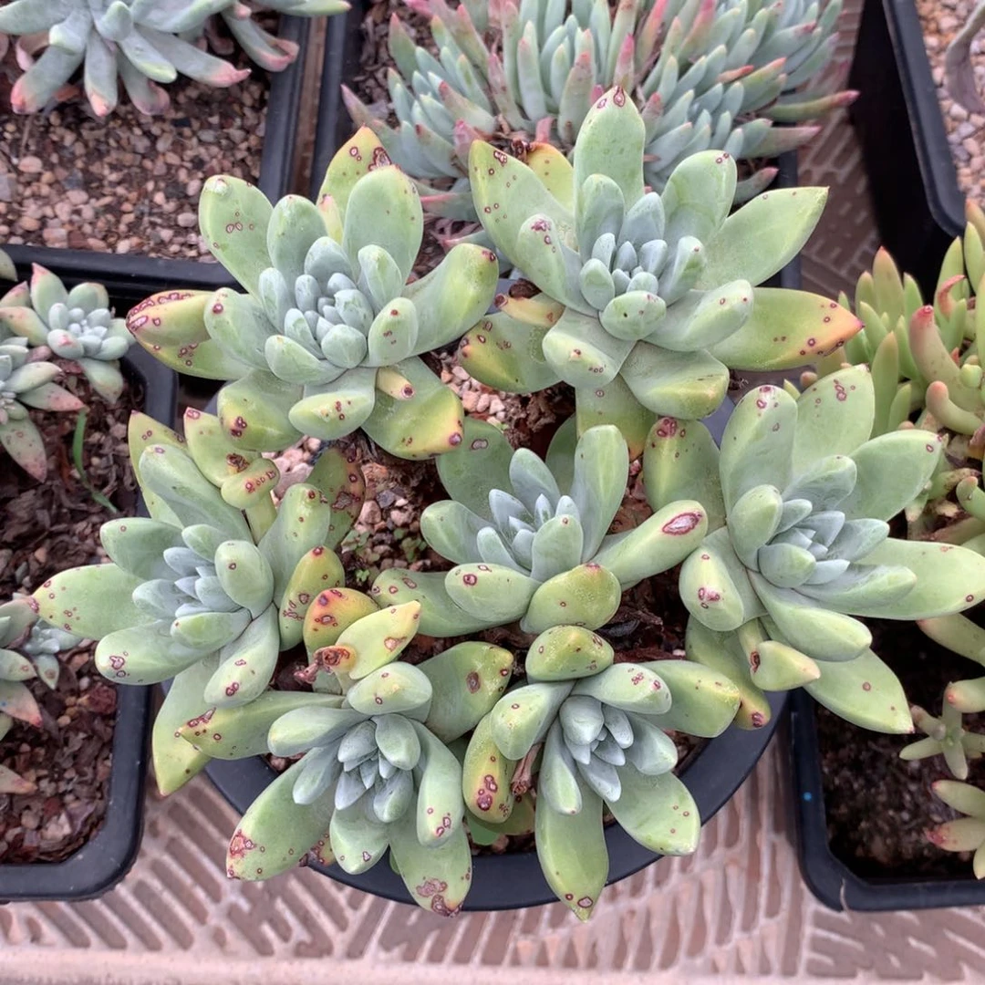 无花朵法瑞杂拇指，仙女杯多肉