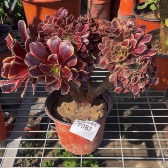 7087，欧嘉莉缀包邮