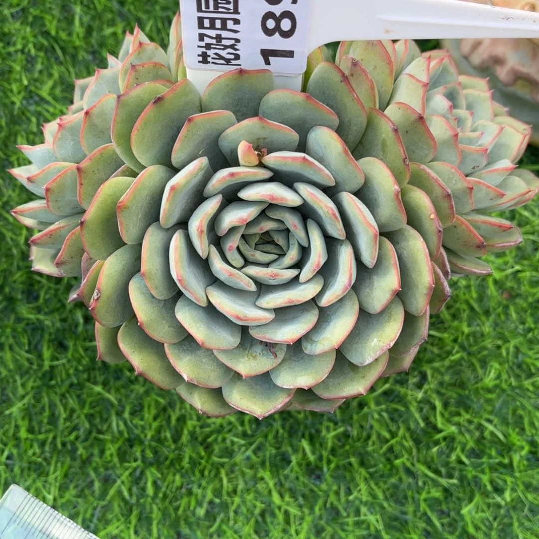 虎***妈多肉植物1893不带盆