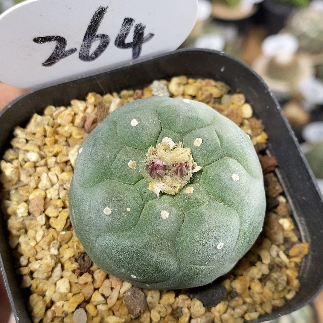 专拍264号海鲜带盆土