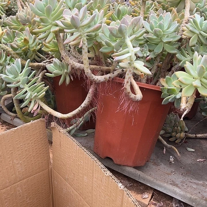 淡雪3号18.99多肉植物断枝