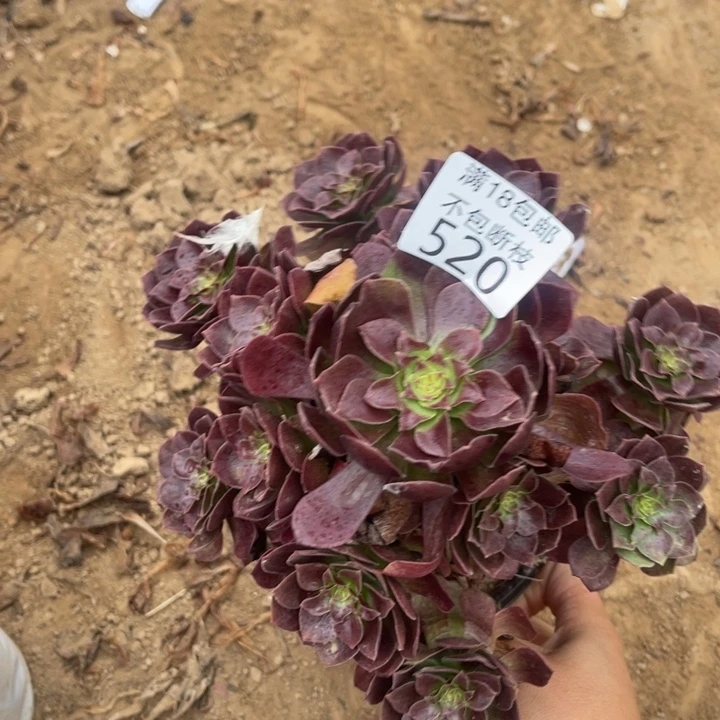 520黑魔手捧1号棚