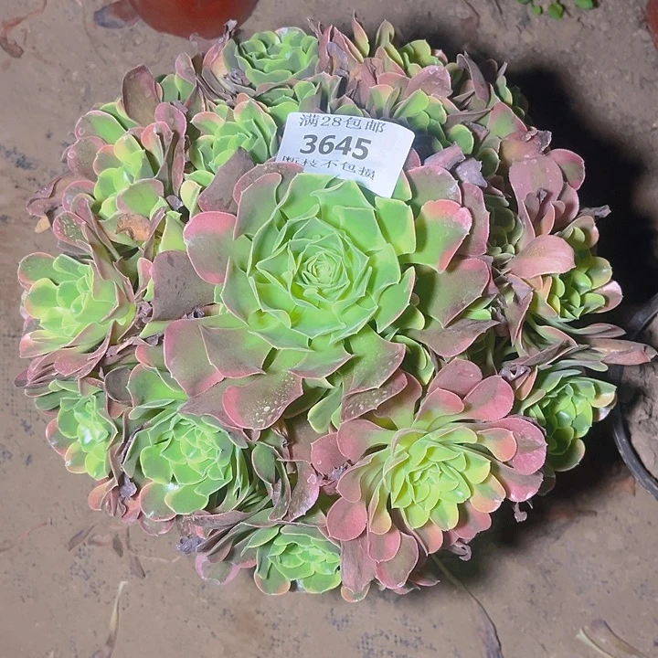 无花朵时*光3645特斯拉多肉植物