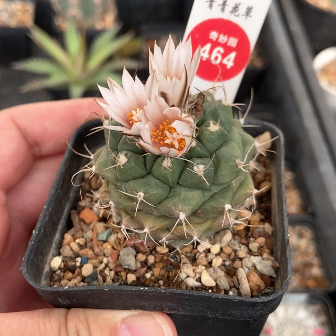 实生老娇丽4.6cm一棵仙人球