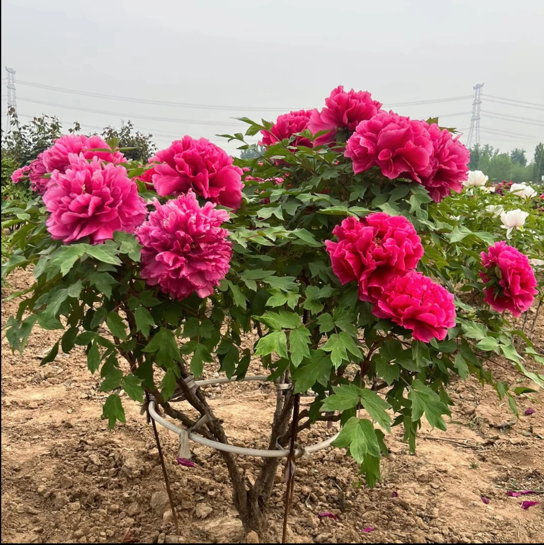 不包邮【运费到付】大花紫斑牡丹花老桩树苗室外庭院好养耐寒耐热