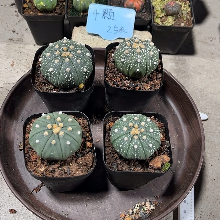 不开花植物仙人球