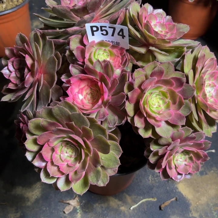 瑞妈，，。。。。574莲花座，