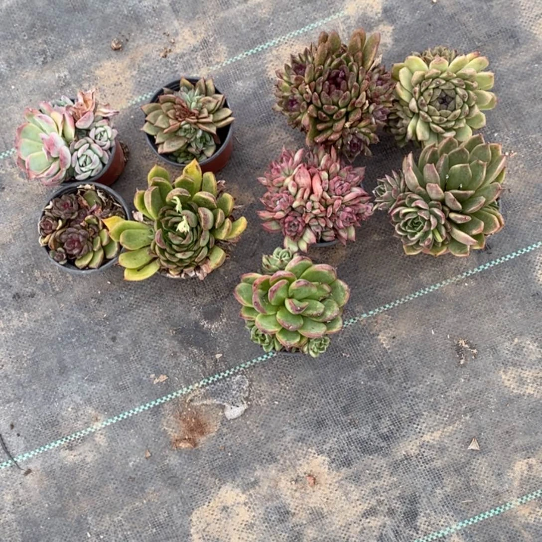 爱*恼自选多肉多颗