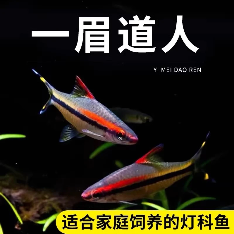 大尺寸红眉一眉道人鱼溪流缸草缸群游小鱼热带观赏鱼新手好养耐活