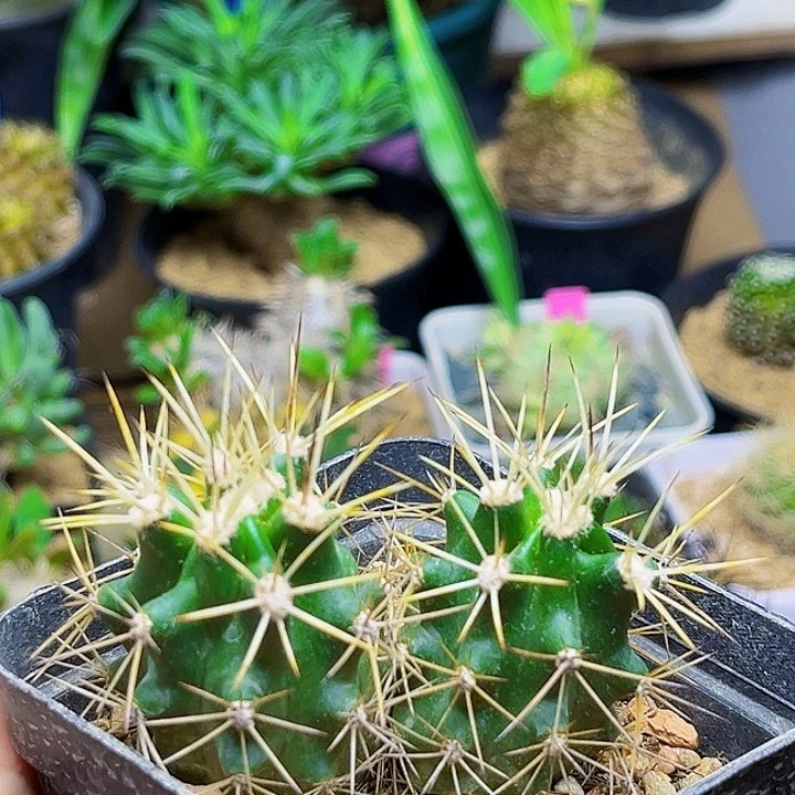 鹿角柱属实生虾6公分冠幅