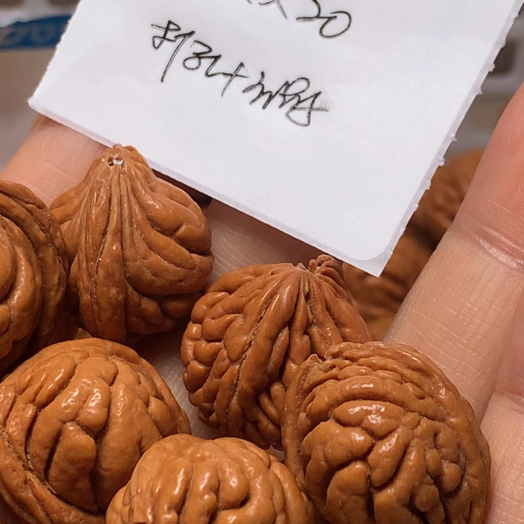 野生龙纹桃核霸王龙