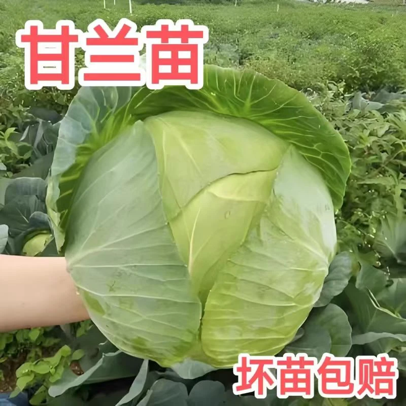 耐热耐寒莲花白包菜种子四季可种适合盆栽地栽