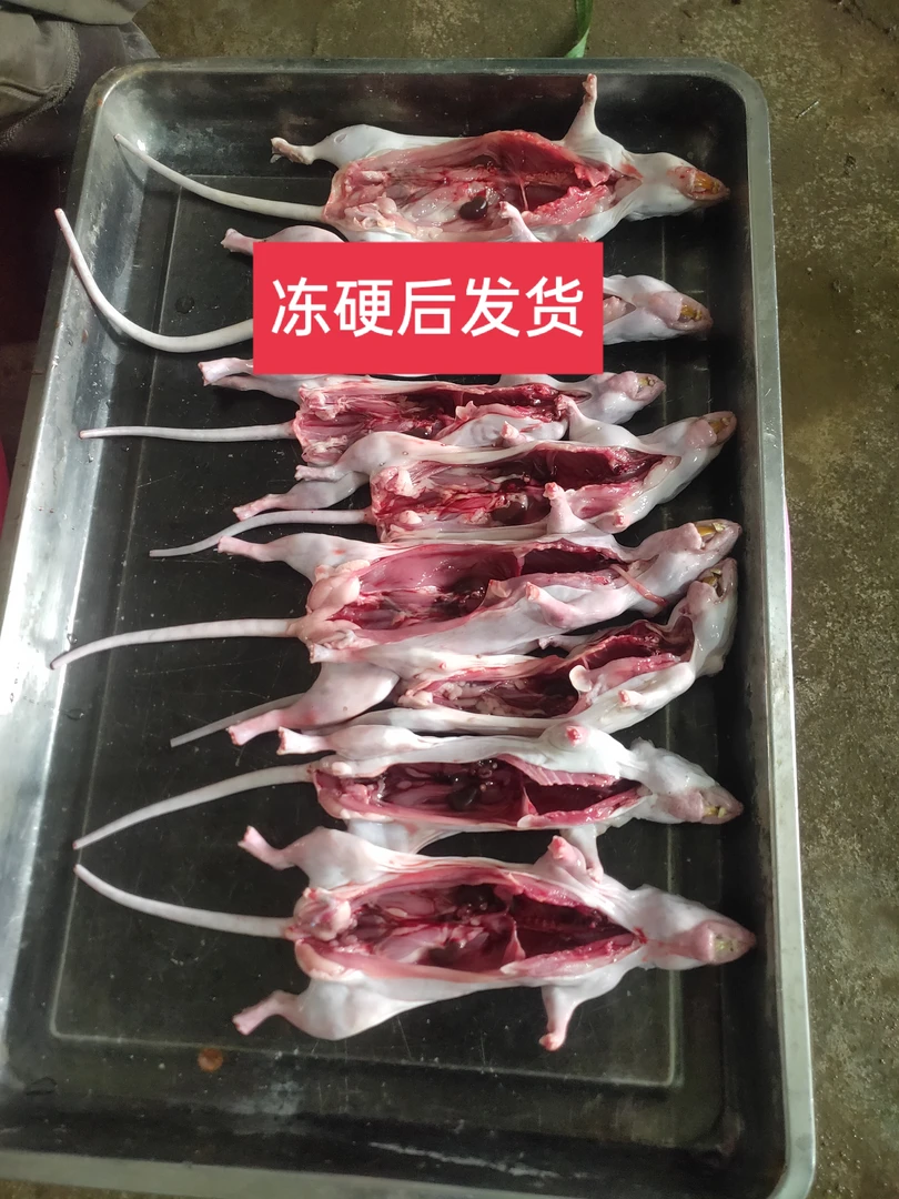 田鼠  户外田鼠  正宗田鼠  新鲜处理的田鼠  冻硬发货  顺丰包邮